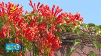 阳西：炮仗花开春意浓
