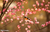 【古诗词鉴赏】宋代词人黄庭坚《清平乐·春归何处》词赏析
