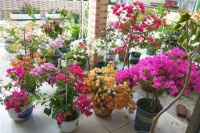 6种花开得勤，家里养上一盆，四季都有花看