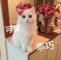 表情包来了 可爱……