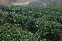 金沙贡茶：做好茶 争做金沙新名片