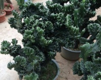 1种植物“长得怪”，株型高大霸气，养在家里寓意好