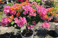 5种适合“懒人”养的花，开花漂亮，轻松养爆盆