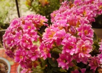 长寿花开花晚，用上4个“催花技巧”，半个月开爆盆