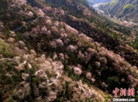 浙江磐安：春暖万物生 野樱漫枝头