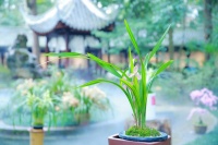 在成都杜甫草堂邂逅美好“兰”图