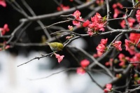 南明：春花正艳 鸟嬉枝头