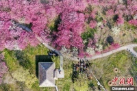 “梅花时节又逢君”：东南大学开辟沉浸式文化“第二课堂”