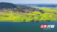 湖南衡东：千亩油菜花海迎春盛放