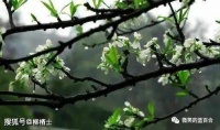 【美文悦读】陌上春归，雨润万物