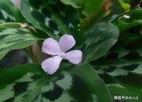 一个女人，将来是不是“富贵命”，主要看这四个方面