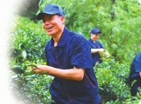 南路边茶申遗背后的工匠精神