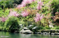 【古诗词鉴赏】唐代诗人张旭《桃花溪》诗赏析