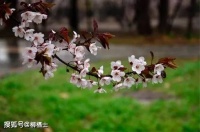 【古诗词鉴赏】宋代词人严仁《玉楼春·春思》词赏析