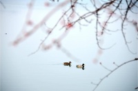 江南无所有，除了梅花、鳜鱼、春蚕……还有一包菜