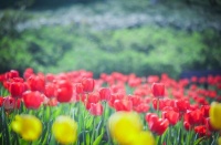 夜雨丨杨翠：三月花开——献给天下辛勤的女同胞