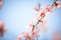 夜雨丨陈金凤：春花，很美