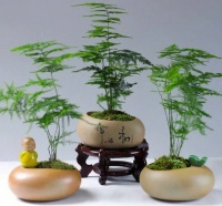 把文竹养出“美感”，别只浇水施肥，还要做好另一件事