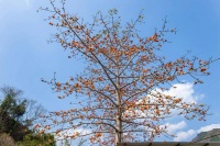 田林：木棉花迎春盛开 生机盎然