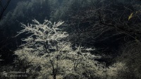 夜雨丨阿湄：春夜