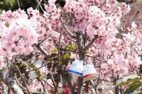 福建漳州：25岁“祖母”樱花树“连接”两岸 花团锦簇春意盎然寄乡情