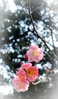 中天易学的来历和思想