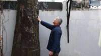 广玉兰、香樟、腊梅，它们扎根在这三家上海人心里，留住最深的乡愁 | 十分上海
