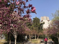蟾宫降玉兔 经纬玉兰馨 郑州市经纬广场百余株玉兰绽放