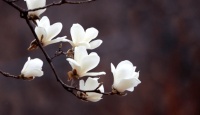 师纪：可怜可怜真可怜。李双林
