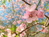 徐州鼓楼区：春游玉潭花满头