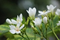 头条大赛（第17季）丨李玮：油桐花开惹乡愁