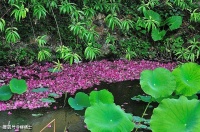 【古诗词鉴赏】元代词人赵秉文《青杏儿 · 风雨替花愁》词赏析