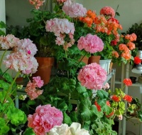 3月养天竺葵，花盆里埋上“1种肥”，满枝都是花苞