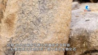 三峡库区发现1.8亿年前恐龙时代生物化石