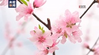 3月21日5时24分将迎来春分节气