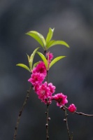 夜雨丨何军林：鲜花盛开的季节（组诗）