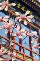 一树玉兰花，赏尽天下春