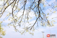欣欣向荣春天景 自贡市贡井区三台村梨花绽放满园春