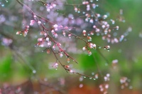 今日春分｜6首最美春分诗词，让你春风得意一整年