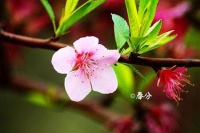 今日春分| 社日双飞燕,春分百啭莺