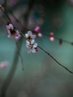 春分日，沈阳桃花朵朵开