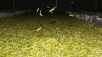 铜仁德江：16．39万亩春茶全面开采