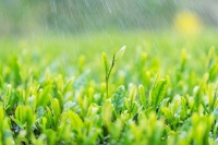 春雨的形状