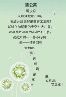 蒲公英