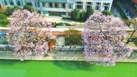桐花桐木：清明之花，制琴良材