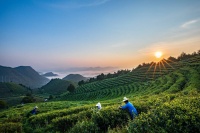 助力丹寨乡村振兴，认领一亩24小时随时可看的“智慧茶园”