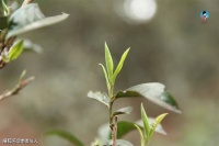 关于普洱春茶的问题，都在这了！