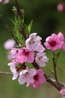 夜雨丨廖黑叔叔：误读桃花（外一首）