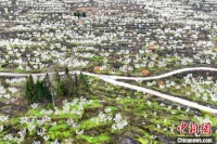 重庆酉阳：满山李花盛开如“春雪”