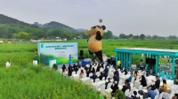 以茶会友 成都崇州文井江镇枇杷茶“上新”